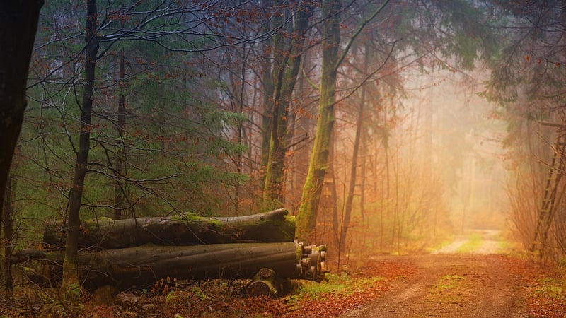 Enchanted Forest